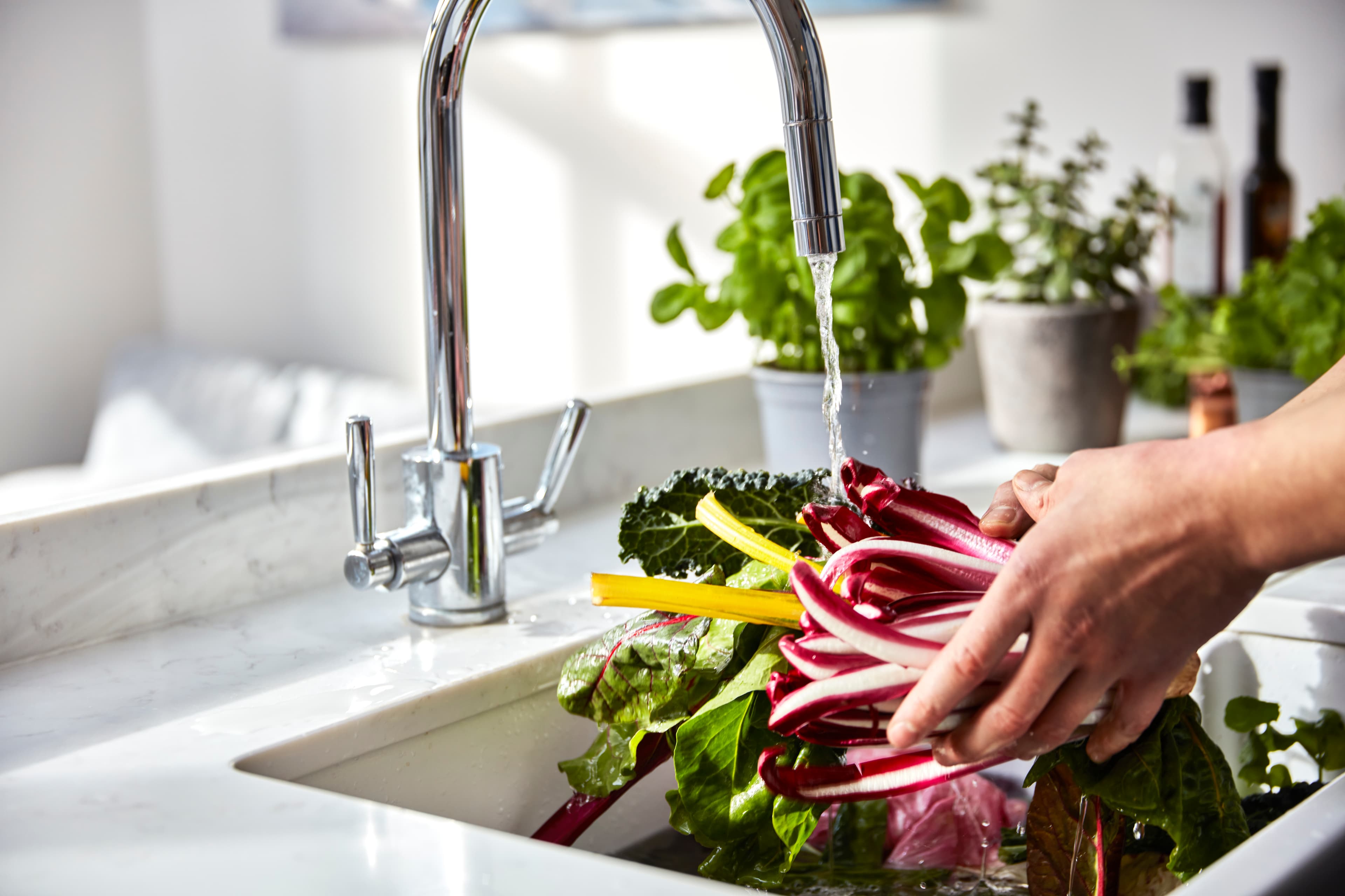 Rainbow chard and kale being rinsed under the tap in a home kitchen sink