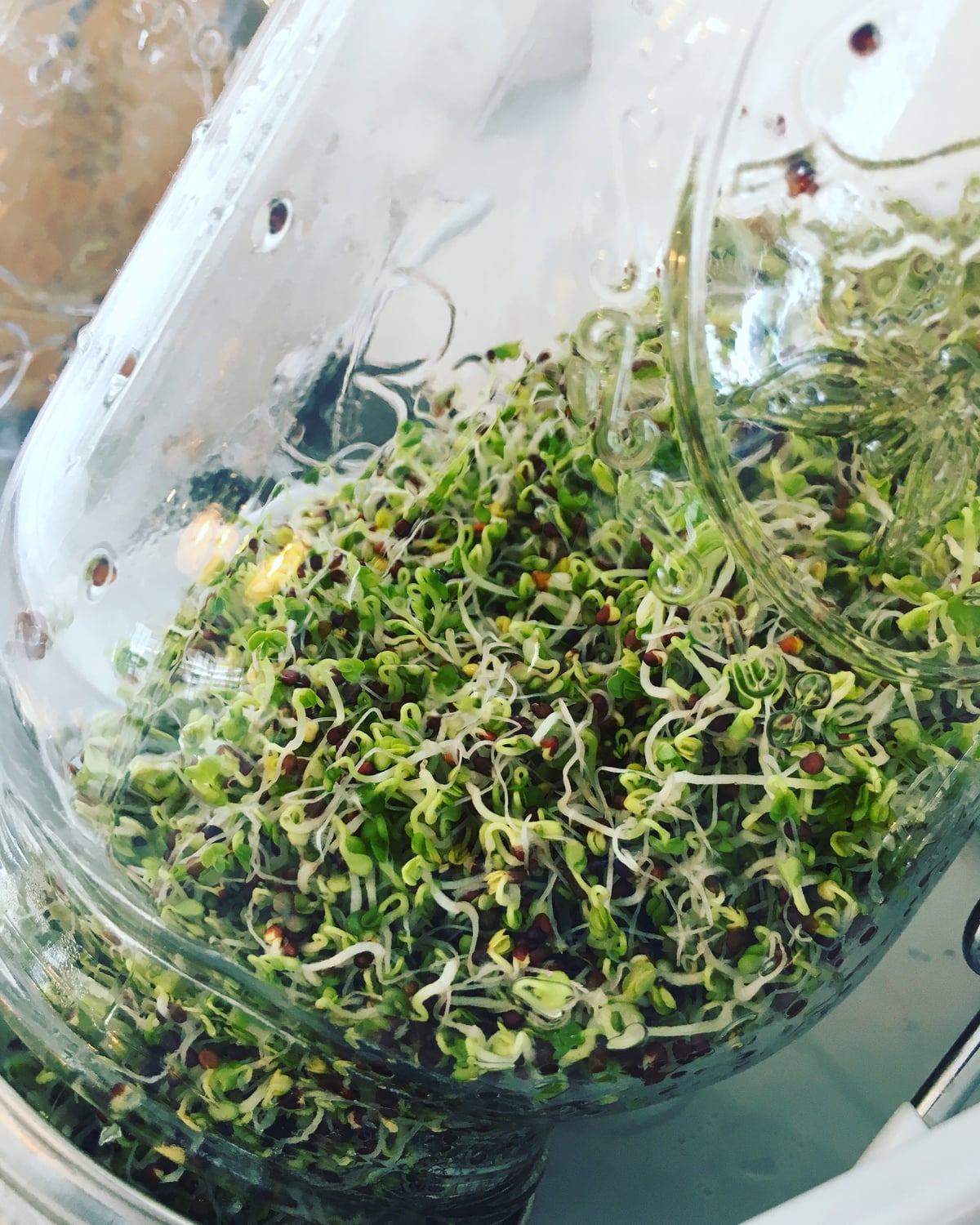 A large glass bowl filled with freshly sprouted seeds