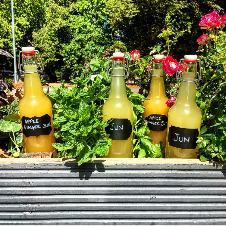 Four swing-top bottles of a pale fermented drink, chalk-labelled, on a garden wall beside basil and roses