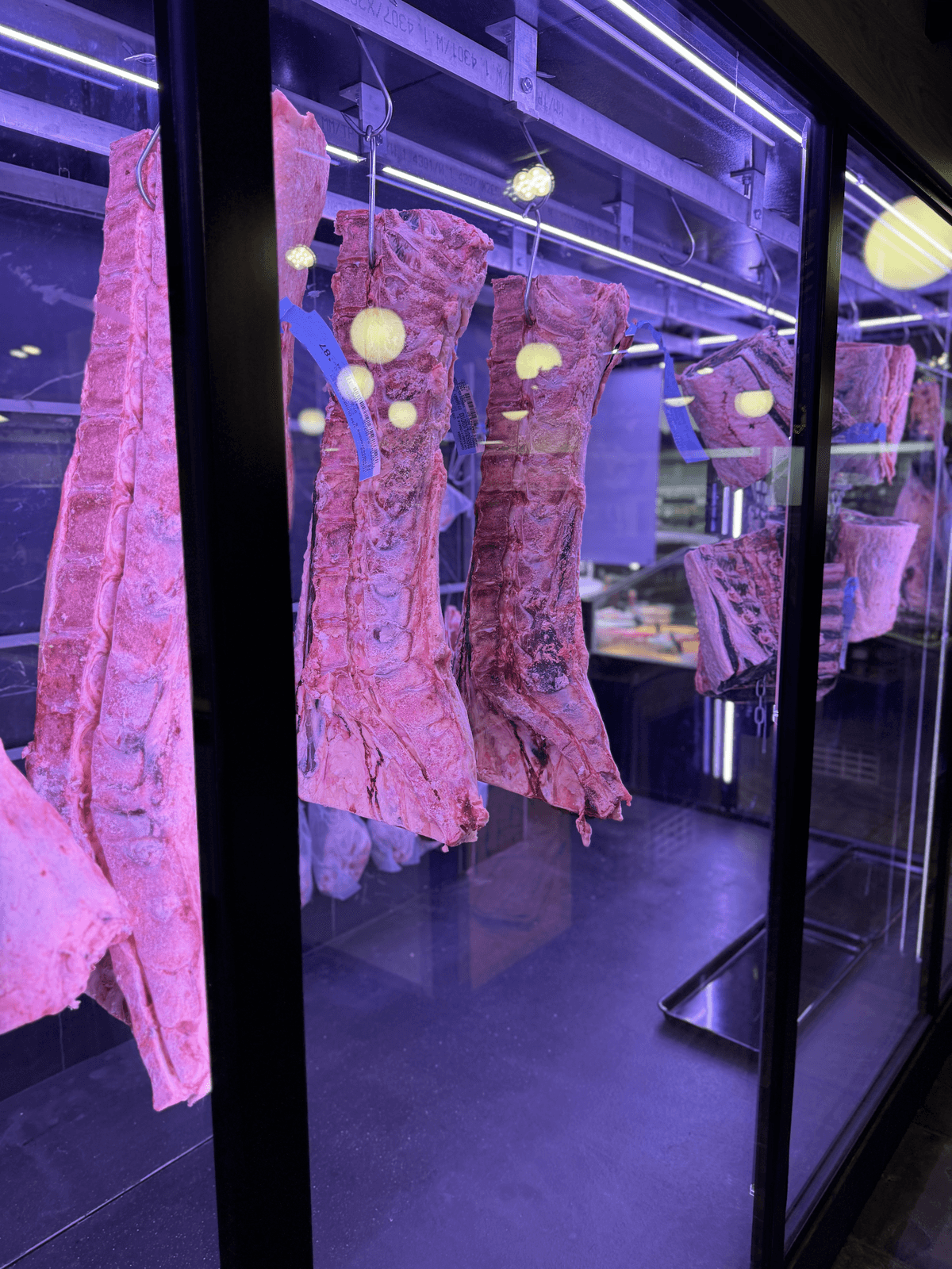 Whole racks of beef hanging in a glass-fronted dry-ageing cabinet